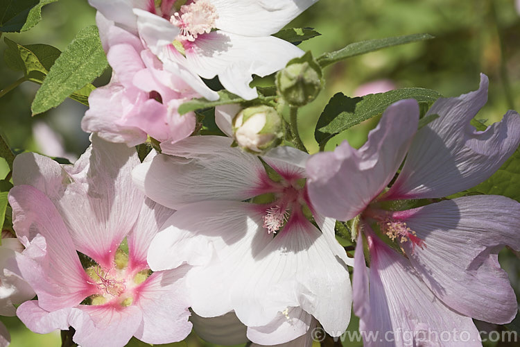 Lavatera x clementii 'Barnsley', formerly classified as a cultivar of Lavatera thuringiaca but now considered a hybrid between that species and Lavatera olbia, this very popular summer-flowering, largely soft-stemmed shrub grows to around 2m tall lavatera-3067htm'>Lavatera.