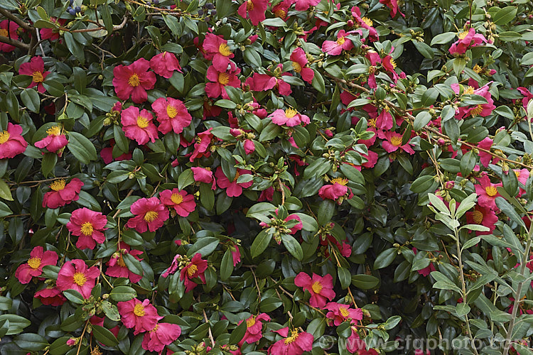 <i>Camellia</i> 'Crimson King', a sasanqua cultivar that is among the first to bloom. It has a strongly upright habit and its flowers sometimes have a slight scent. Order: Ericales, Family: Theaceae