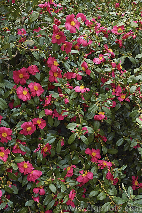 <i>Camellia</i> 'Crimson King', a sasanqua cultivar that is among the first to bloom. It has a strongly upright habit and its flowers sometimes have a slight scent. Order: Ericales, Family: Theaceae