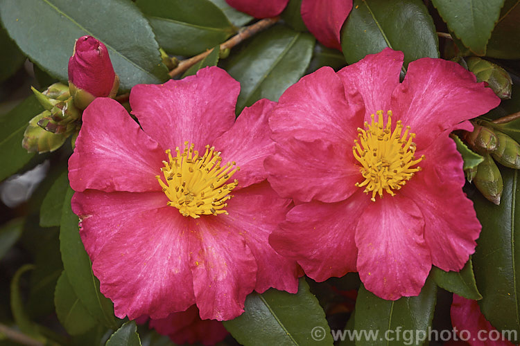 <i>Camellia</i> 'Crimson King', a sasanqua cultivar that is among the first to bloom. It has a strongly upright habit and its flowers sometimes have a slight scent. Order: Ericales, Family: Theaceae