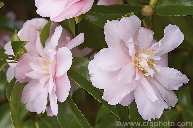 <i>Camellia</i> 'Jennifer Susan', a Sasanqua hybrid It has loose peony-form flowers and is often grown as an informal hedge or espalier. Order: Ericales, Family: Theaceae