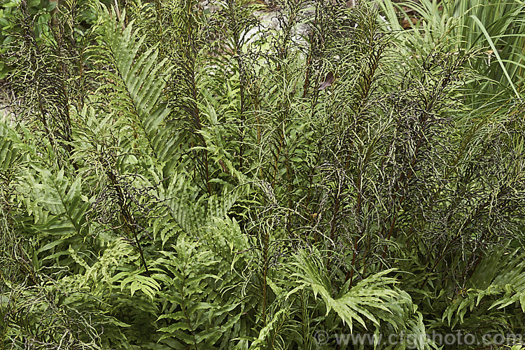 Mountain Kiokio or Mountain Blechnum (<i>Blechnum montanum</i>), an evergreen terrestrial fern native to New Zealand Both its fertile and sterile fronds are often somewhat twisted and form a dense clump of foliage