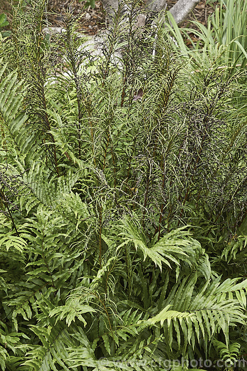 Mountain Kiokio or Mountain Blechnum (<i>Blechnum montanum</i>), an evergreen terrestrial fern native to New Zealand Both its fertile and sterile fronds are often somewhat twisted and form a dense clump of foliage