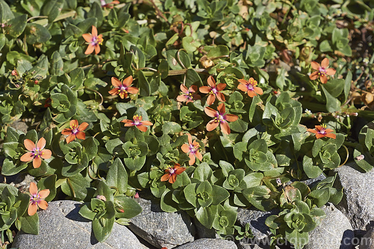 Scarlet Pimpernel (<i>Anagallis arvensis</i>), a small annual, biennial or short-lived perennial that usually appears as a weed in crops, pastures or lawns. Originally native to Europe, though now widespread throughout the temperate zones. Order: Ericales, Family: Primulaceae