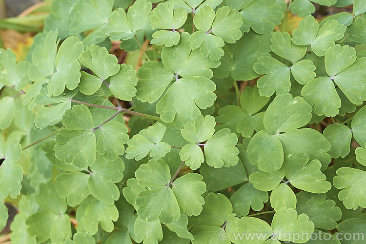 The mature foliage of the common. Granny's Bonnet (<i>Aquilegia vulgaris</i>), a spring- to summer-flowering herbaceous perennial with flower stems to around 90cm tall Order: Ranunculales, Family: Ranunculaceae