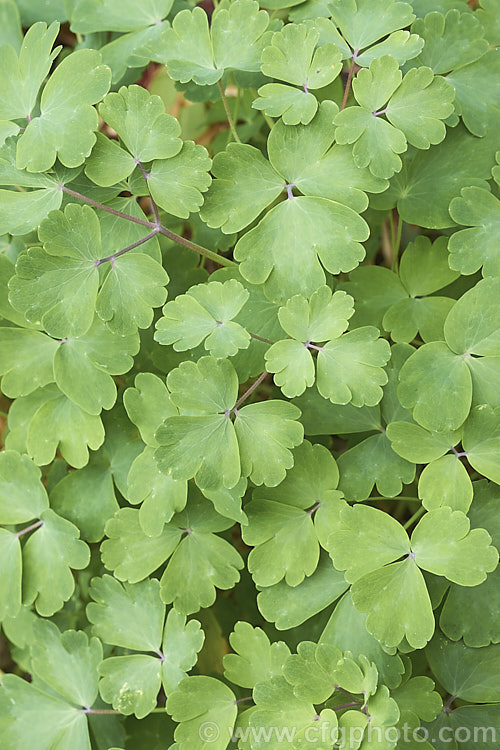 The mature foliage of the common. Granny's Bonnet (<i>Aquilegia vulgaris</i>), a spring- to summer-flowering herbaceous perennial with flower stems to around 90cm tall Order: Ranunculales, Family: Ranunculaceae