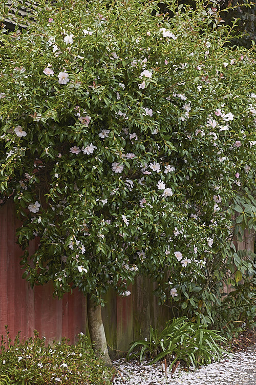 <i>Camellia</i> 'Jennifer Susan', a Sasanqua hybrid It has loose peony-form flowers and is often grown as an informal hedge. It is shown here espaliered on a wooden paling fence. Order: Ericales, Family: Theaceae