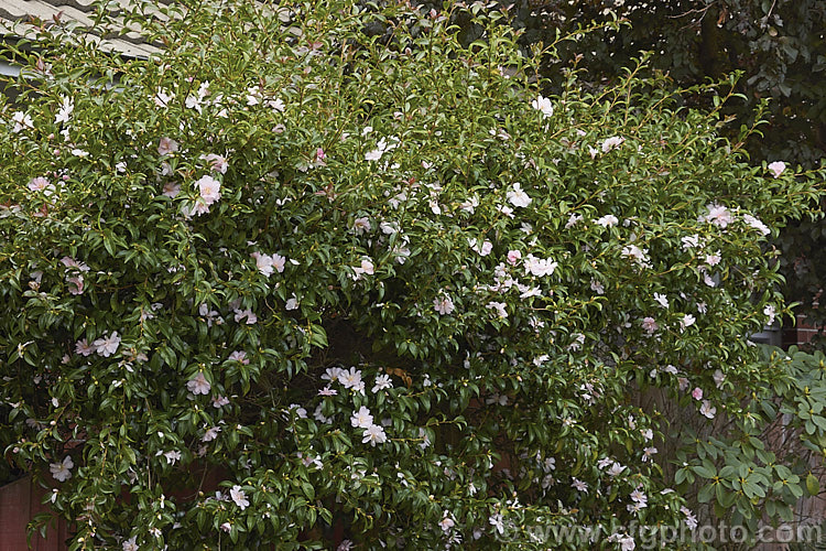 <i>Camellia</i> 'Jennifer Susan', a Sasanqua hybrid It has loose peony-form flowers and is often grown as an informal hedge. It is shown here espaliered on a wooden paling fence. Order: Ericales, Family: Theaceae