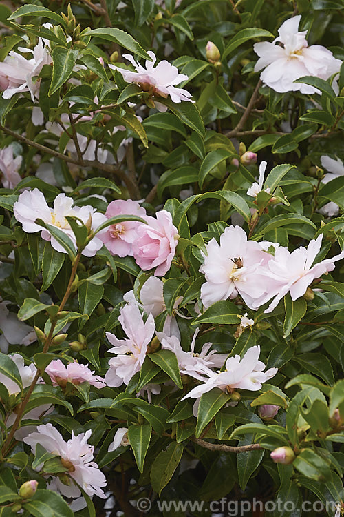 <i>Camellia</i> 'Jennifer Susan', a Sasanqua hybrid It has loose peony-form flowers and is often grown as an informal hedge. Order: Ericales, Family: Theaceae