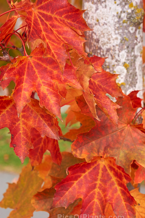 The autumn foliage of the Norway Maple (<i>Acer platanoides</i>), a deciduous 30m tree found in northern Europe and the Caucasus and naturalised in North America. The leaves do not always colour well in autumn. Order: Sapindales, Family: Sapindaceae