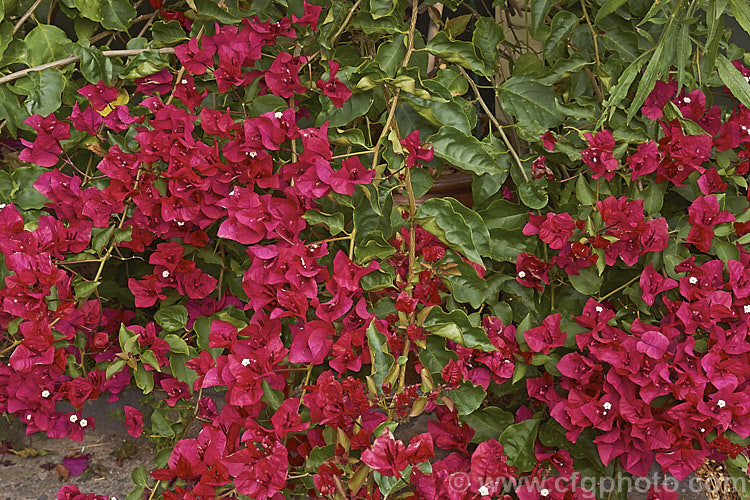 Bougainvillea 'Scarlett. O'Hara' (syns 'San. Diego. Red', Hawaiian. Scarlet'), a vigorous hybrid bougainvillea that flowers throughout the warmer months. In addition to the bright magenta-red flower bracts it has bronze new growth. bougainvillea-2413htm'>Bougainvillea. <a href='nyctaginaceae-plant-family-photoshtml'>Nyctaginaceae</a>.