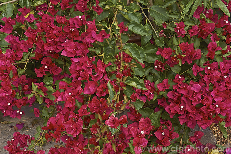 Bougainvillea 'Scarlett. O'Hara' (syns 'San. Diego. Red', Hawaiian. Scarlet'), a vigorous hybrid bougainvillea that flowers throughout the warmer months. In addition to the bright magenta-red flower bracts it has bronze new growth. bougainvillea-2413htm'>Bougainvillea. <a href='nyctaginaceae-plant-family-photoshtml'>Nyctaginaceae</a>.