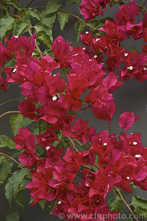 Bougainvillea 'Scarlett. O'Hara' (syns 'San. Diego. Red', Hawaiian. Scarlet'), a vigorous hybrid bougainvillea that flowers throughout the warmer months. In addition to the bright magenta-red flower bracts it has bronze new growth. bougainvillea-2413htm'>Bougainvillea. <a href='nyctaginaceae-plant-family-photoshtml'>Nyctaginaceae</a>.