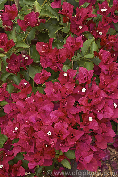 Bougainvillea 'Scarlett. O'Hara' (syns 'San. Diego. Red', Hawaiian. Scarlet'), a vigorous hybrid bougainvillea that flowers throughout the warmer months. In addition to the bright magenta-red flower bracts it has bronze new growth. bougainvillea-2413htm'>Bougainvillea. <a href='nyctaginaceae-plant-family-photoshtml'>Nyctaginaceae</a>.