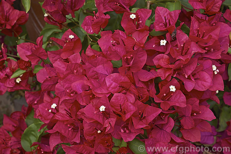 Bougainvillea 'Scarlett. O'Hara' (syns 'San. Diego. Red', Hawaiian. Scarlet'), a vigorous hybrid bougainvillea that flowers throughout the warmer months. In addition to the bright magenta-red flower bracts it has bronze new growth. bougainvillea-2413htm'>Bougainvillea. <a href='nyctaginaceae-plant-family-photoshtml'>Nyctaginaceae</a>.