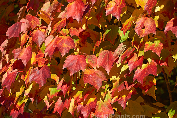 The brightly coloured autumn foliage of <i>Acer rubrum</i> 'Scanlon', a broadly columnar, 10-20m tall, American cultivar of the Canadian, Red, Scarlet or Swamp Maple of eastern and central North America. It colours very reliably in autumn. Order: Sapindales, Family: Sapindaceae