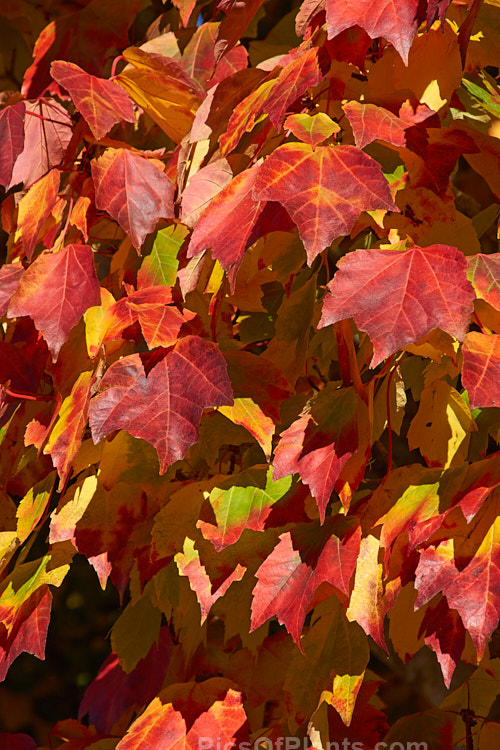 The brightly coloured autumn foliage of <i>Acer rubrum</i> 'Scanlon', a broadly columnar, 10-20m tall, American cultivar of the Canadian, Red, Scarlet or Swamp Maple of eastern and central North America. It colours very reliably in autumn. Order: Sapindales, Family: Sapindaceae