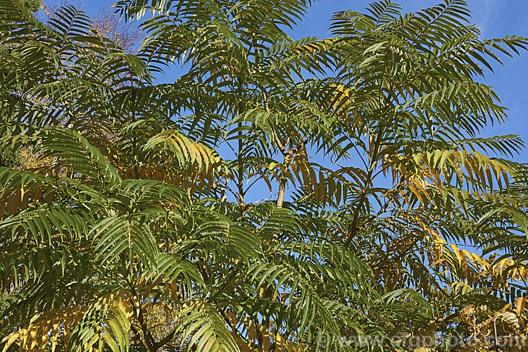 Japanese Prickly Ash (<i>Zanthoxylum ailanthoides</i>) showing a little foliage colour prior to leaf fall in autumn. This deciduous tree can grow to 18m tall It has sprays of small greenish white flowers that develop into clusters of purple-black berries. The tree is native to Japan and nearby parts of China and temperate to subtropical East Asia.