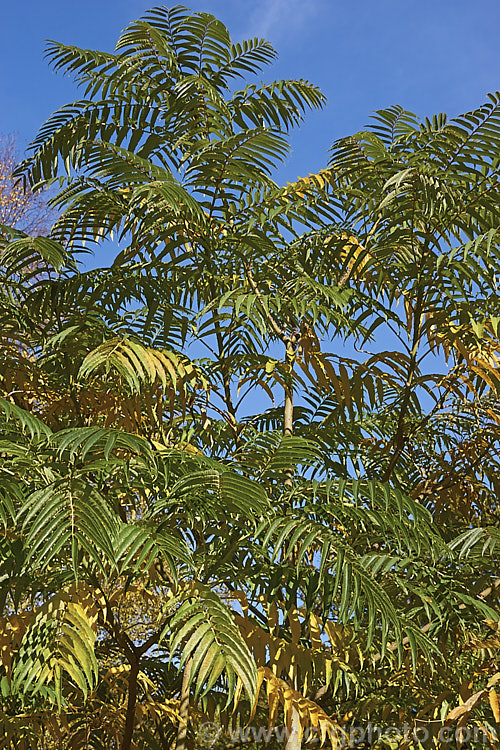 Japanese Prickly Ash (<i>Zanthoxylum ailanthoides</i>) showing a little foliage colour prior to leaf fall in autumn. This deciduous tree can grow to 18m tall It has sprays of small greenish white flowers that develop into clusters of purple-black berries. The tree is native to Japan and nearby parts of China and temperate to subtropical East Asia.