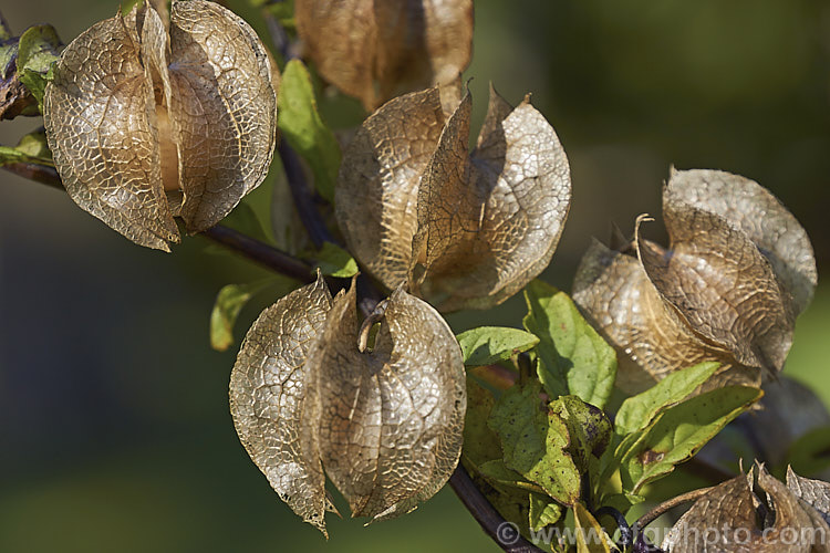The papery capsules enclosing the fruit of the Shoo. Fly Plant or Apple of Peru (<i>Nicandra physalodes</i>), a quick-growing shrubby annual native to Peru. It reaches 12m tall and can become a minor weed. The calyx behind the flower enlarges to a brown berry. nicandra-2905htm'>Nicandra.