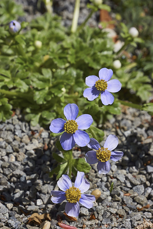 Anemone trullifolia, a small, spring-flowering, buttercup-like anemone native to the Himalayas of Bhutan, Nepal, Sikkim and Yunnan at elevations of around 4000m.