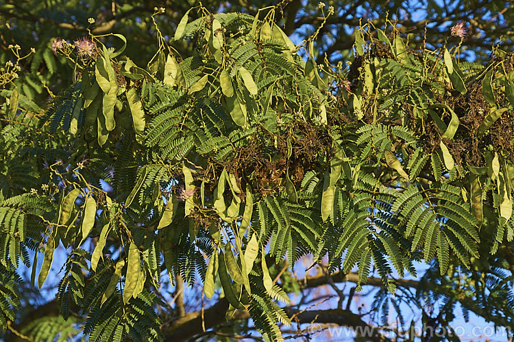 Silk Tree (<i>Albizia julibrissin</i>) in mid-autumn with developing seedpods. This 6m tall deciduous tree is found naturally from Iran to Japan. It flowers heavily from mid-summer. The tree is often quite flat-topped, making it an excellent shade tree. albizia-2159htm'>Albizia.