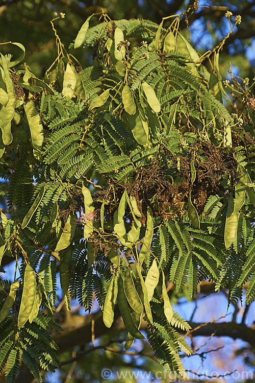 Silk Tree (<i>Albizia julibrissin</i>) in mid-autumn with developing seedpods. This 6m tall deciduous tree is found naturally from Iran to Japan. It flowers heavily from mid-summer. The tree is often quite flat-topped, making it an excellent shade tree. albizia-2159htm'>Albizia.