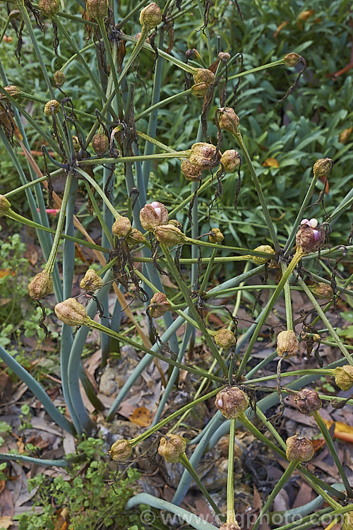 Belladonna Lily or Naked Ladies (<i>Amaryllis belladonna</i>) with seed capsules. When ripe, the individual white to pink seed capsules fall from the dry, papery pods. This autumn-flowering bulb is native to South Africa and the flowers, which are on stems up to 1m tall, appear before the foliage develops. Order: Asparagales, Family: Amaryllidaceae