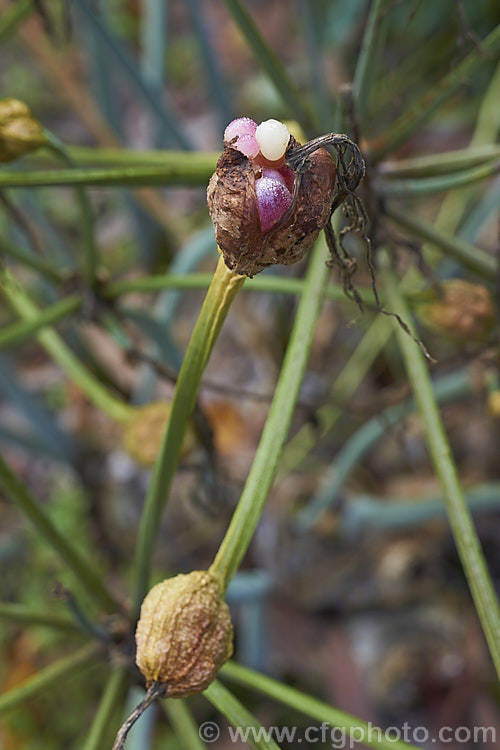 Belladonna Lily or Naked Ladies (<i>Amaryllis belladonna</i>) with seed capsules. When ripe, the individual white to pink seed capsules fall from the dry, papery pods. This autumn-flowering bulb is native to South Africa and the flowers, which are on stems up to 1m tall, appear before the foliage develops. Order: Asparagales, Family: Amaryllidaceae