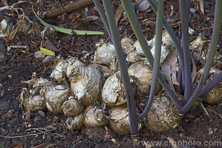 Bulbs of the Belladonna Lily or Naked Ladies (<i>Amaryllis belladonna</i>), an autumn-flowering bulb native to South Africa. The flowers, which are on stems up to 1m tall, appear before the foliage develops. The bulbs usually protrude above the soil surface and as shown here can form a large clump. Order: Asparagales, Family: Amaryllidaceae