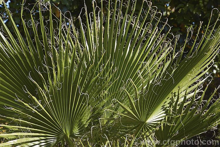 California. Palm orAmerican. Cotton. Palm (<i>Washingtonia filifera</i>), from the southwestern US and nearby parts of Mexico, this fan palm grows to over 16m tall This photo clearly shows the long thread-like filaments on frond tips that give this species its name. washingtonia-2056htm'>Washingtonia.