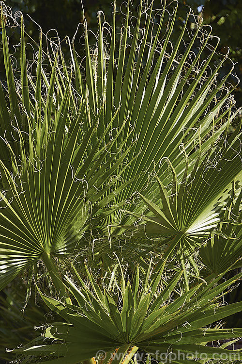 California. Palm orAmerican. Cotton. Palm (<i>Washingtonia filifera</i>), from the southwestern US and nearby parts of Mexico, this fan palm grows to over 16m tall This photo clearly shows the long thread-like filaments on frond tips that give this species its name. washingtonia-2056htm'>Washingtonia.