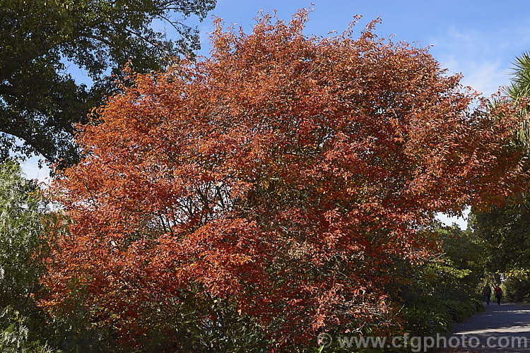 The vivid autumn foliage of Amelanchier lamarckii, often misidentified in cultivation as Amelanchier canadensis, this spring-flowering deciduous shrub or tree to 10m tall is a native of eastern Canada. Order: Rosales, Family: Rosaceae