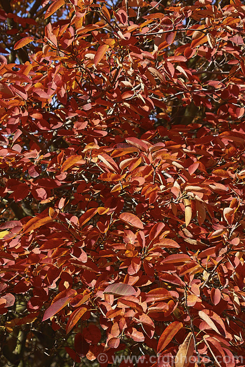 The vivid autumn foliage of Amelanchier lamarckii, often misidentified in cultivation as Amelanchier canadensis, this spring-flowering deciduous shrub or tree to 10m tall is a native of eastern Canada. Order: Rosales, Family: Rosaceae