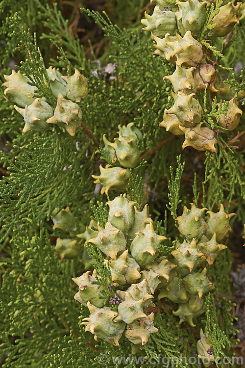 Ripening cones of the Oriental Arborvitae, Chinese Arborvitae or Oriental Thuja (<i>Platycladus orientalis [syn. Thuja orientalis]), an evergreen conifer native to northwestern China but now naturalised through large parts of temperate. East Asia. It grows 20-30m tall and while there is just one species in the genus it has produced many garden cultivars. platycladus-3223htm'>Platycladus. Order: Pinales, Family: Cupressaceae