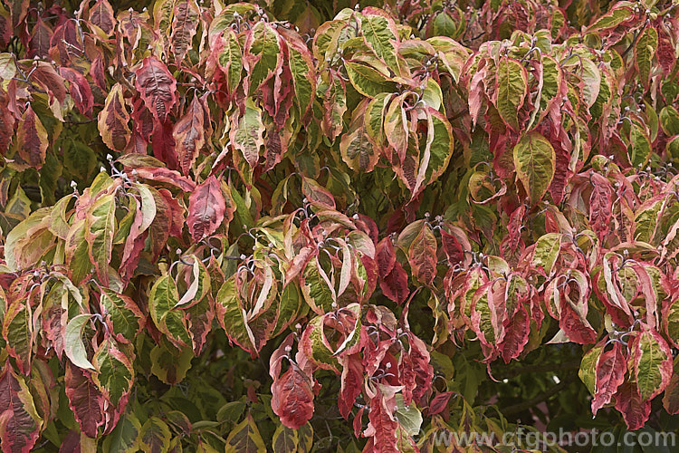 The autumn foliage of Cornus florida 'Cherokee Daybreak', a variegated foliage cultivar of the Eastern Flowering Dogwood of North America. The leaves have a broad cream edge. Its spring flower bracts are white and in autumn the foliage develops strong pink to red tones. Order: Cornales, Family: Cornaceae