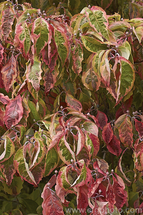 The autumn foliage of Cornus florida 'Cherokee Daybreak', a variegated foliage cultivar of the Eastern Flowering Dogwood of North America. The leaves have a broad cream edge. Its spring flower bracts are white and in autumn the foliage develops strong pink to red tones. Order: Cornales, Family: Cornaceae