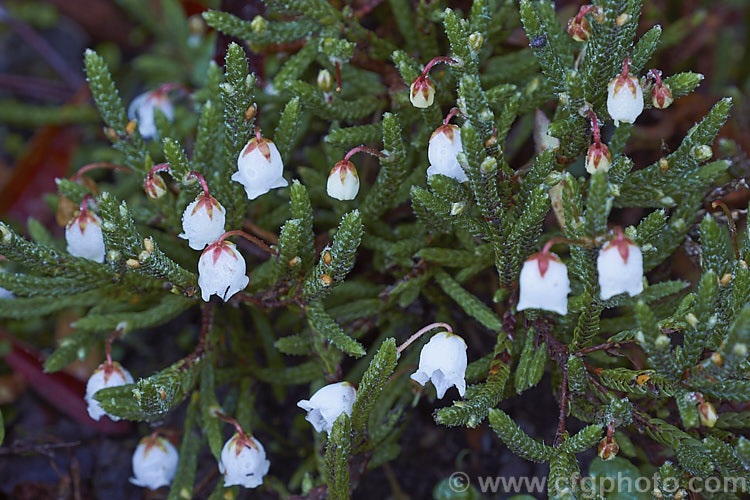 White Heather (<i>Cassiope mertensiana</i>), a tiny evergreen shrub native to Subarctic to subalpine areas of western North America from Alaska to California, being found at increasing higher altitudes as the latitude decreases. Its small, white, bell shaped flowers have contrasting red sepals and its tiny, scale-like, dark green leaves are tightly adpressed to the stems. The main flowering season is late winter to early spring. The plants seldom exceeds 15cm tall and 25cm wide. cassiope-2772htm'>Cassiope. Order: Ericales, Family: Ericaceae