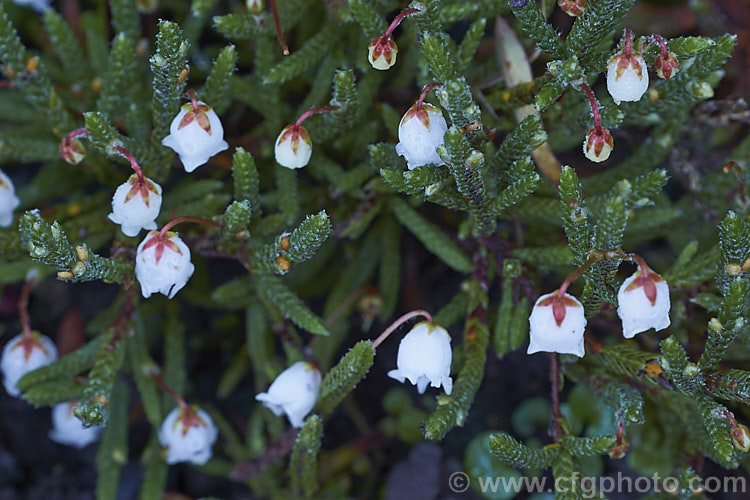 White Heather (<i>Cassiope mertensiana</i>), a tiny evergreen shrub native to Subarctic to subalpine areas of western North America from Alaska to California, being found at increasing higher altitudes as the latitude decreases. Its small, white, bell shaped flowers have contrasting red sepals and its tiny, scale-like, dark green leaves are tightly adpressed to the stems. The main flowering season is late winter to early spring. The plants seldom exceeds 15cm tall and 25cm wide. cassiope-2772htm'>Cassiope. Order: Ericales, Family: Ericaceae