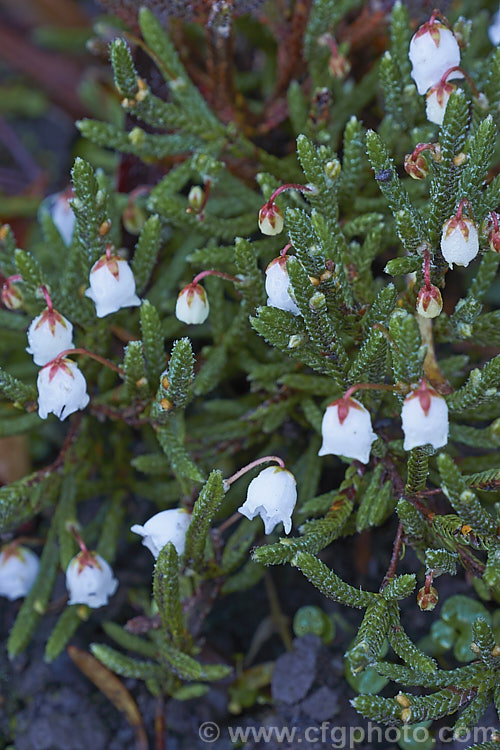 White Heather (<i>Cassiope mertensiana</i>), a tiny evergreen shrub native to Subarctic to subalpine areas of western North America from Alaska to California, being found at increasing higher altitudes as the latitude decreases. Its small, white, bell shaped flowers have contrasting red sepals and its tiny, scale-like, dark green leaves are tightly adpressed to the stems. The main flowering season is late winter to early spring. The plants seldom exceeds 15cm tall and 25cm wide. cassiope-2772htm'>Cassiope. Order: Ericales, Family: Ericaceae