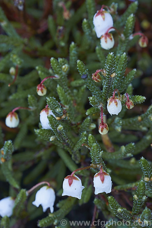 White Heather (<i>Cassiope mertensiana</i>), a tiny evergreen shrub native to Subarctic to subalpine areas of western North America from Alaska to California, being found at increasing higher altitudes as the latitude decreases. Its small, white, bell shaped flowers have contrasting red sepals and its tiny, scale-like, dark green leaves are tightly adpressed to the stems. The main flowering season is late winter to early spring. The plants seldom exceeds 15cm tall and 25cm wide. cassiope-2772htm'>Cassiope. Order: Ericales, Family: Ericaceae