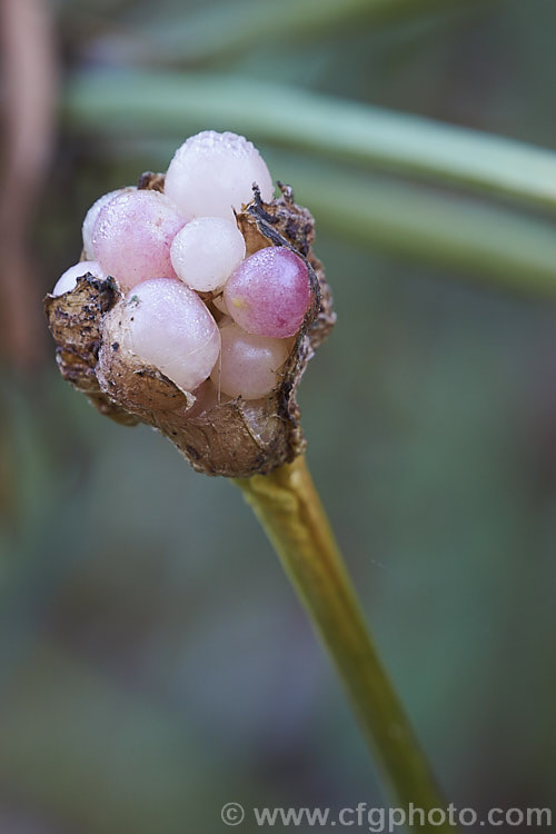 Seed head of the Belladonna Lily or Naked Ladies (<i>Amaryllis belladonna</i>). When ripe, the individual white to pink seed capsules fall from the dry, papery pods. This autumn-flowering bulb is native to South Africa and the flowers, which are on stems up to 1m tall, appear before the foliage develops. Order: Asparagales, Family: Amaryllidaceae