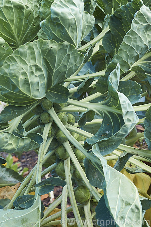 Brussels Sprouts (<i>Brassica oleracea - Gemmifera. Group</i>), a cabbage family vegetable grown for the edible buds that form in the leaf axils of its tall main stem. This form originated in Belgium around 1750, hence the common name