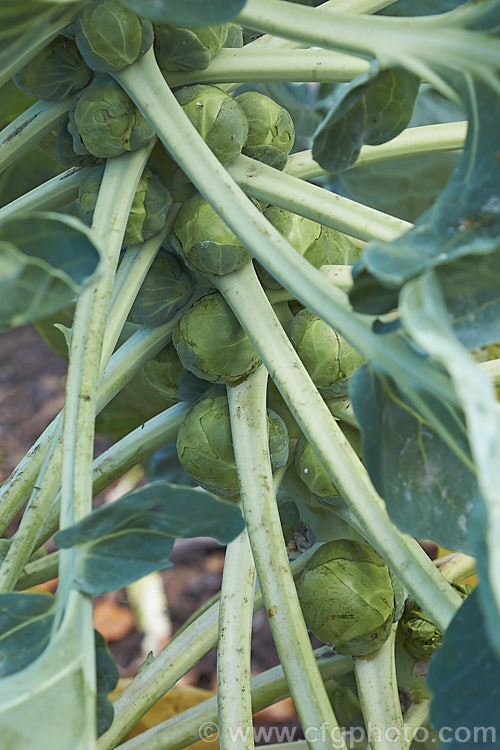 Brussels Sprouts (<i>Brassica oleracea - Gemmifera. Group</i>), a cabbage family vegetable grown for the edible buds that form in the leaf axils of its tall main stem. This form originated in Belgium around 1750, hence the common name