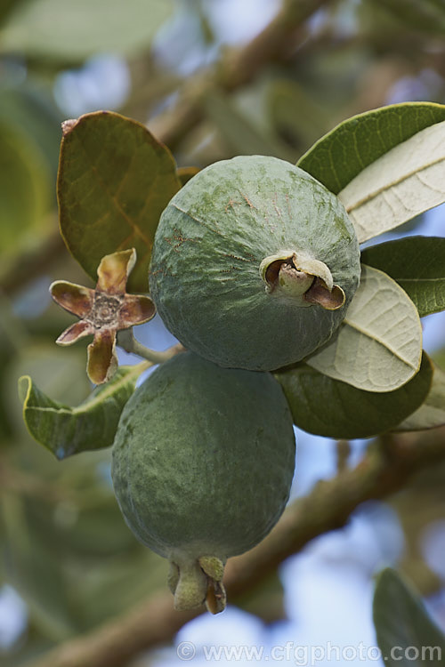 Maturing fruit of the Feijoa or Pineapple Guava (<i>Acca sellowiana</i> [syn. <i>Feijoa sellowiana</i>]), a shrub or small tree from southern Brazil and northern Argentina, with a distinctively flavoured fruit that ripen from late autumn and showy flowers that open from early summer. Order: Myrtales, Family: Myrtaceae