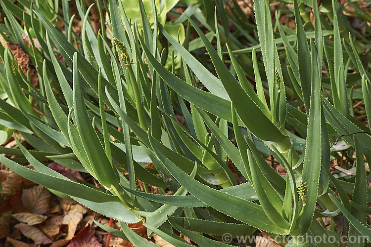 Fence. Aloe (<i>Aloe tenuior</i>), a scrambling aloe that can climb objects up to 3m tall or spread across the ground to cover a large area. It produces short spikes of small yellow flowers for much of the year, but most heavily in winter. The fleshy leaves are edged with fine teeth. Order: Asparagales, Family: Asphodelaceae