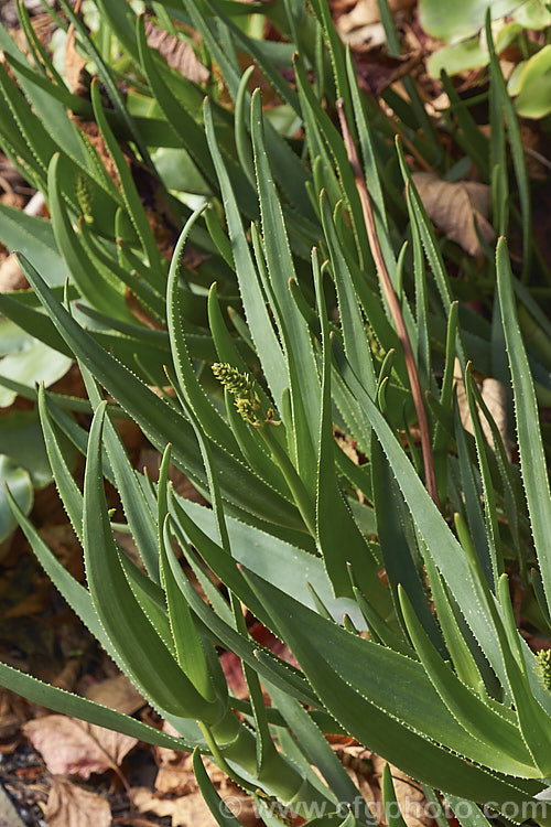 Fence. Aloe (<i>Aloe tenuior</i>), a scrambling aloe that can climb objects up to 3m tall or spread across the ground to cover a large area. It produces short spikes of small yellow flowers for much of the year, but most heavily in winter. The fleshy leaves are edged with fine teeth. Order: Asparagales, Family: Asphodelaceae