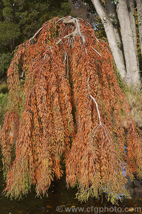 The autumn foliage of the Weeping Swamp Cypress or Weeping Bald. Cypress (<i>Taxodium distichum 'Cascade. Falls'), a cultivar of one of the few deciduous conifers. Capable of growing in shallow water, this species is native to the southeast United States 'Cascade. Falls' is grafted onto standard rootstock and will spread as a groundcover once the branches reach the ground. taxodium-2129htm'>Taxodium. Order: Pinales, Family: Cupressaceae