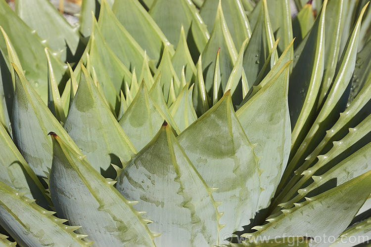 Part of the distinctive spiralled foliage rosette of Aloe polyphylla, a spring-flowering succulent native to Lesotho. The toothed, pale-edged light green leaves to 30cm long. The 5cm long, red to pink (rarely yellow</i>) flowers are borne in branched inflorescences up to 60cm tall Order: Asparagales, Family: Asphodelaceae