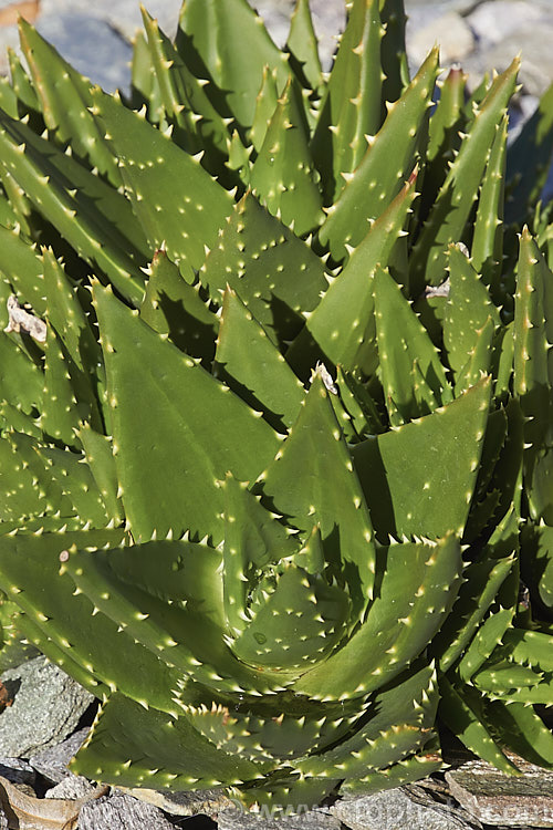 Gold-tooth. Aloe (<i>Aloe perfoliata</i>), a form of the species formerly known as Aloe mitriformis, which has now been incorporated with several other similar species into Aloe perfoliata. It is a low, evergreen, rosette-forming succulent native to the Cape region of South Africa. It is a spreading plant that can eventually grow to around 2m across. The flowers are orange-red and borne on stems up to 40cm tall. The leaves are edged and studded with yellow teeth. Order: Asparagales, Family: Asphodelaceae